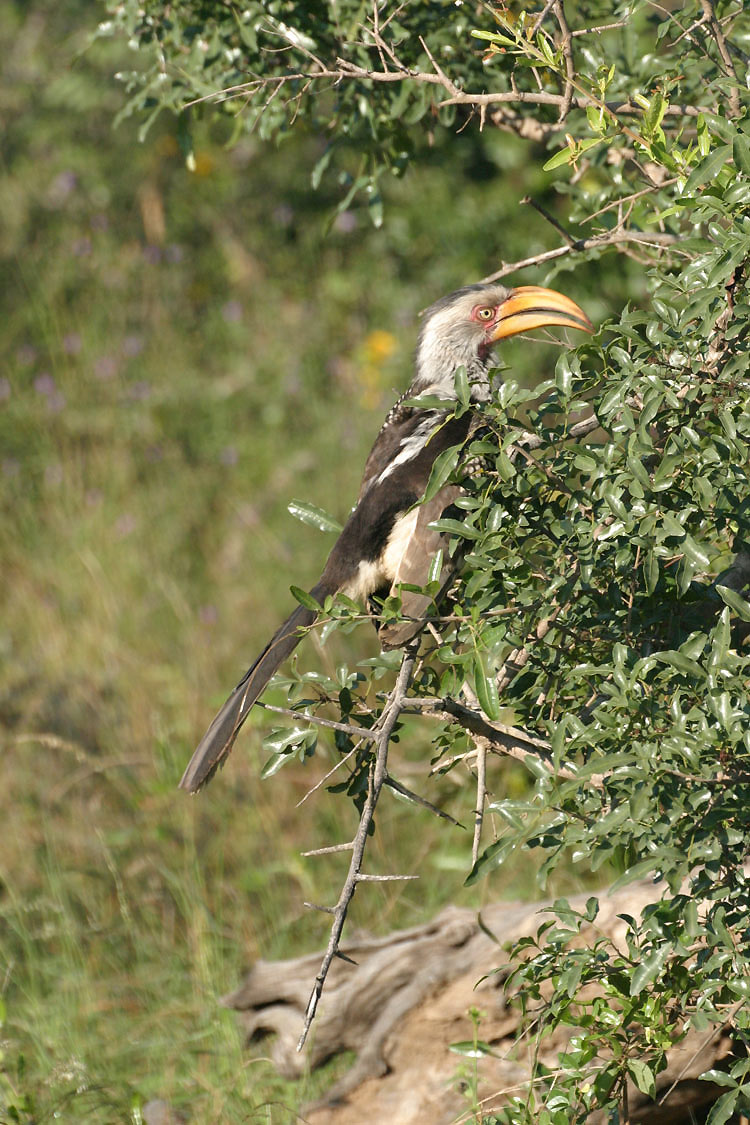 Large Image